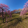 平芝梅林公園　HIRASHIBA Park