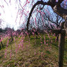 平芝梅林公園２　HIRASHIBA Park 2