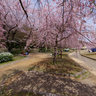 水源公園の桜　Cherry blossoms of Suigen-park