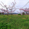 桃の果樹園　Peach Orchard