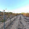 Vineyard of the Faculty of Agriculture, The Hebrew University