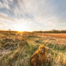 Dick Young Forest Preserve Restored Prairie