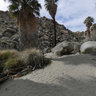 Lost Palms Oasis, Joshua Tree National Park, California, USA