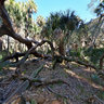 Hontoon Island State Park, Florida, USA