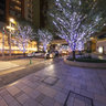 Zelkova slope - christmas illumination