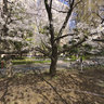 Cherry blossoms full-bloomed