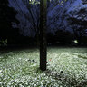 Carpet of cherry blossoms