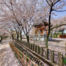 cherry blossom on Myokoen-ji temple