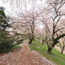 Full-bloomed cherry blossome on Nanakoshiyama-kofun tomb