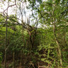 Mayreau Island, forrest - The Grenadines (Caribbean)