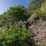 Tobago Cays - The Grenadines (Carribean)