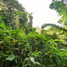 Path to Dark View Falls‎ (St. Vincent and the Grenadines)