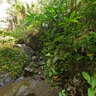 Dark View Falls‎ - top of the lower fall (St. Vincent and the Grenadines)