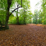 Autumn at the Burnham Beeches, Egypt, England