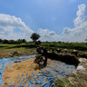 Paddy Workers at Lingsar Area