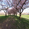 Cherry blossom garden, castle Schwetzingen