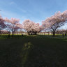 Cherry blossom garden, castle Schwetzingen