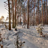 Russian Winter Forest