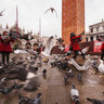 San Marco Pigeons