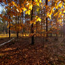 Autumn forest