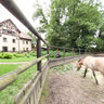 Przewalski Horses in Slatinany