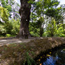 Fish in Terra Nostra Park