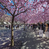 Cherry Blossom Stockholm Kungsträdgården