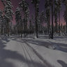 Frosty winter forest