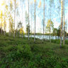 Spring forest