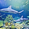 Sharks at the Shedd Acquarium