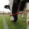 Klara the Cow at The Next Web 2012