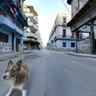 a Tree can grow out of anything