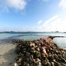 Union Island - The Grenadines, sea conch shells