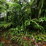 Dominica Island (Caribbean) - trip to Boiling Lake, Morne Trois Pitons National Park