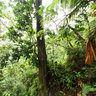 Dominica Island (Caribbean) - trip to Boiling Lake, Morne Trois Pitons National Park