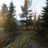 The forest in Bredsand