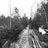 death cars in forest