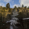 Quarry Kosov - white tree