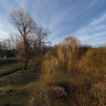 Willowtrees in Stromovka