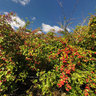 Salisbury Plain. Hawthorn Berries.