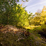 New Forest, Hampshire.