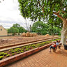 Pretoria Zoo Elephants