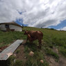 Izingolweni Township huts with cows