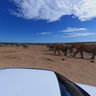 Elephants at Hapoor Dam in Addo Elephant Park