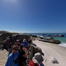 Penguins on Boulders Beach Cape Town