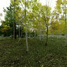 Yankee Meadow's Aspen Grove