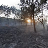 Fire in the forest