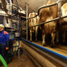 dairy farming