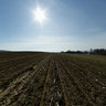 Rübensaat 2010