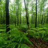 Uhlenhorstwald Muelheim